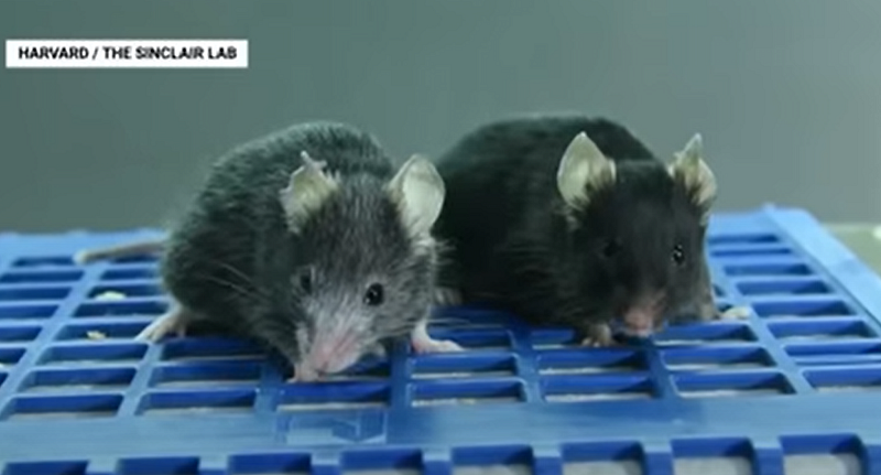 Comparative aging in mice