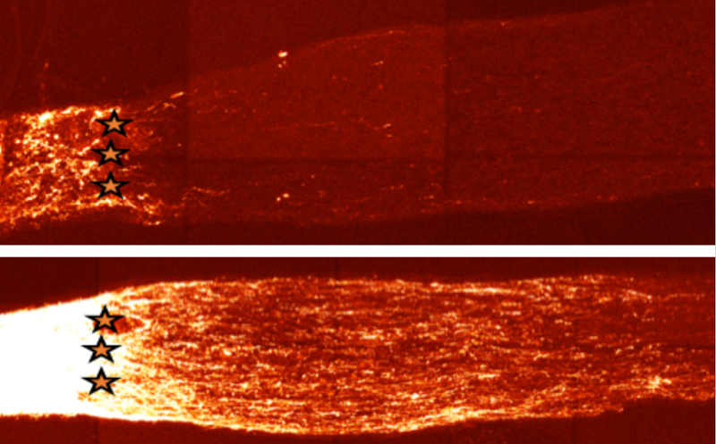 Regenerating cells in the laboratory