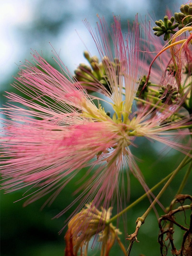 Understanding the Threat of Invasive Plant Species