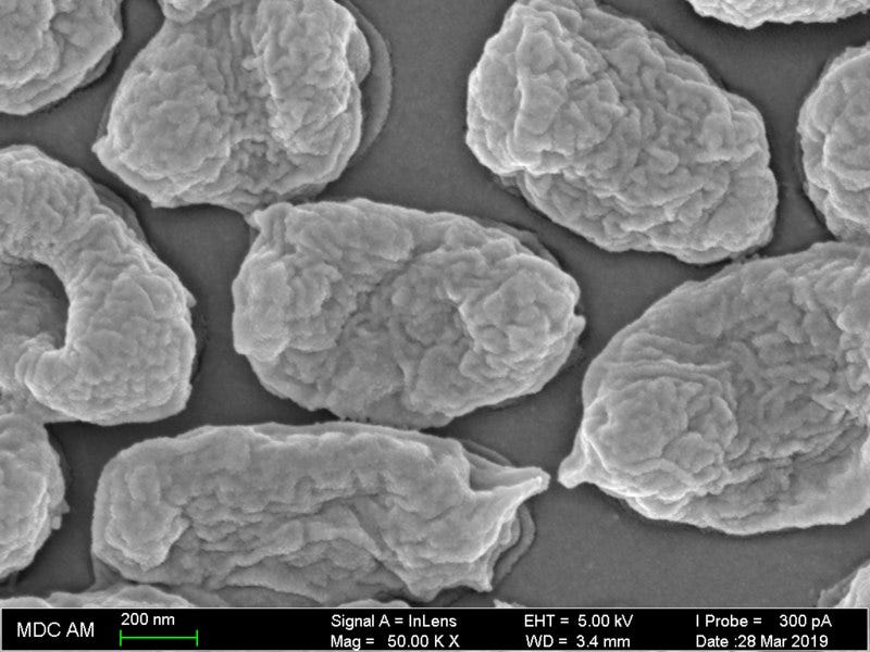 Morganella morganii bacteria in the intestinal tract