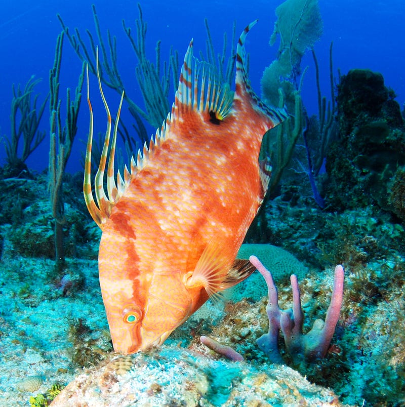 Hogfish displaying its color-changing abilities