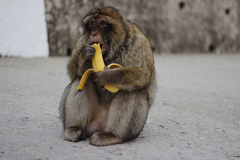 A monkey appearing to enjoy a banana