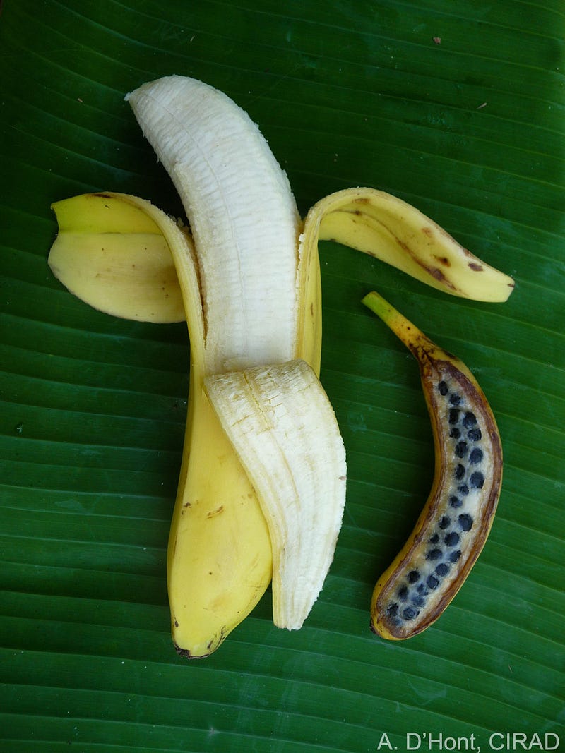 Comparison of a modern banana and its wild ancestor