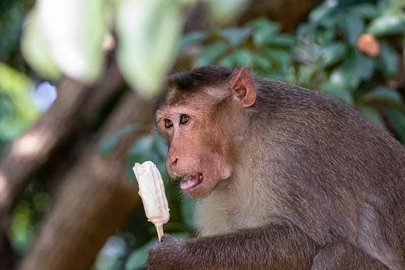 An unhealthy treat for a monkey