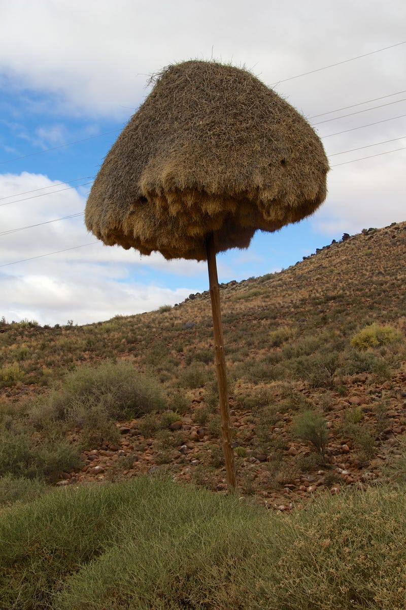 Sociable weaverbird nests on an electricity pole