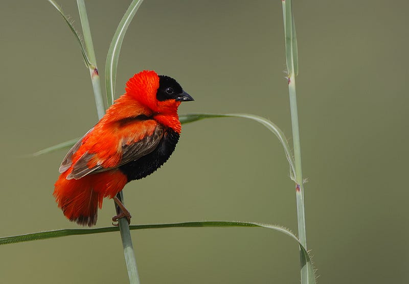 Male northern red bishop in breeding plumage