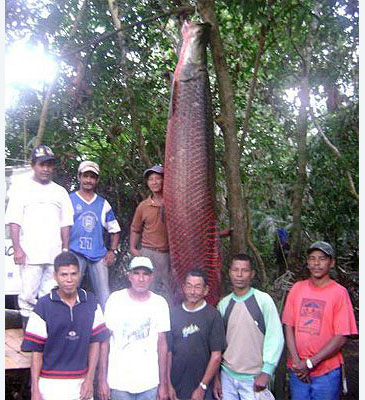 Majestic Arapaima swimming in the Amazon River