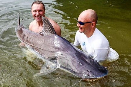 Giant Piraiba catfish caught by anglers