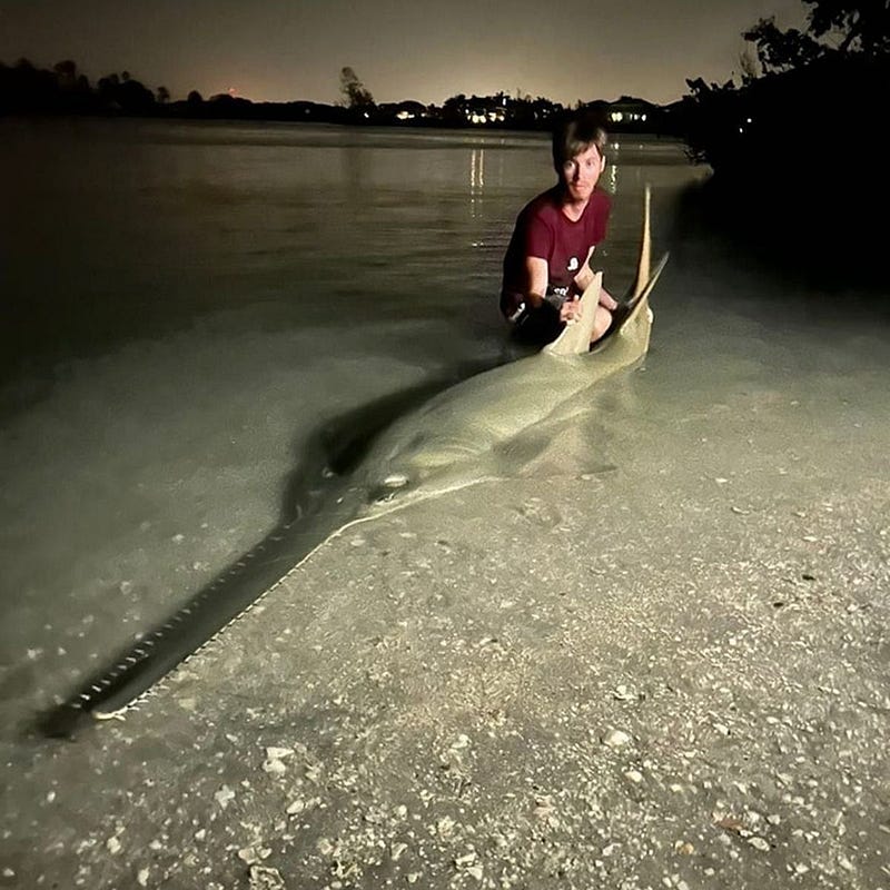 Large-tooth Sawfish caught off the coast