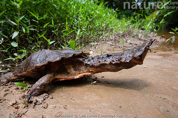 Matamata Turtle camouflaged in the river