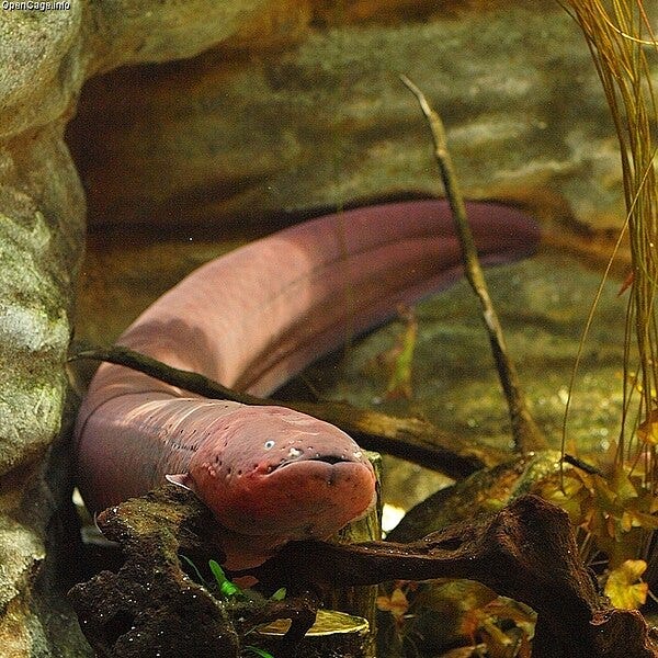 Electric eel coiled in the water