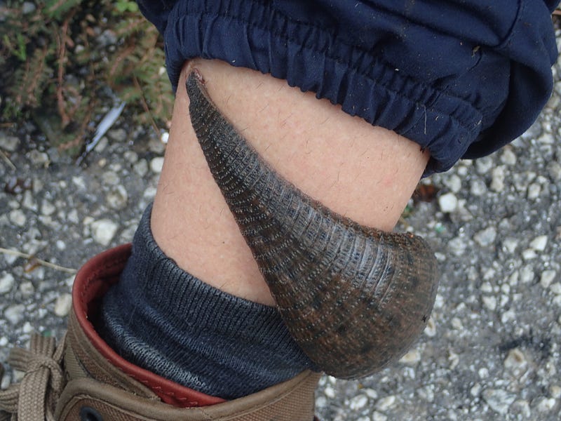 Giant leech attached to a limb