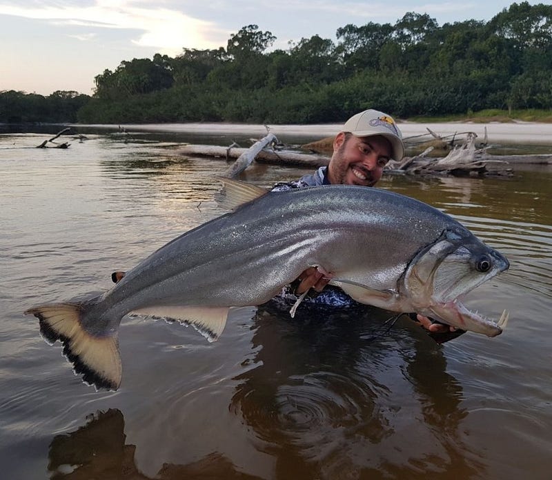 Payara displaying its impressive fangs