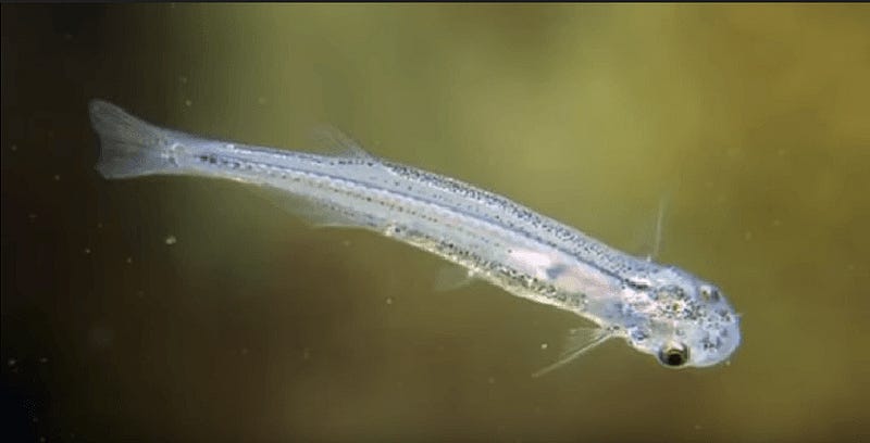 Candiru fish swimming in the water