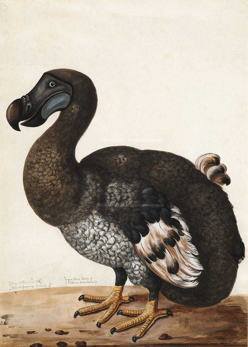 Illustration of the Dodo Bird in a literary context