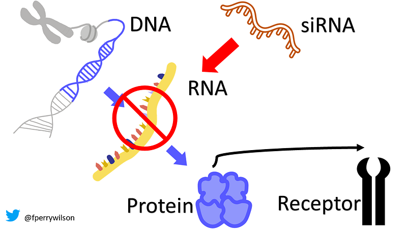 Mechanism of siRNA Action