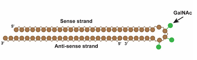 Targeting Mechanism of Lepodisiran