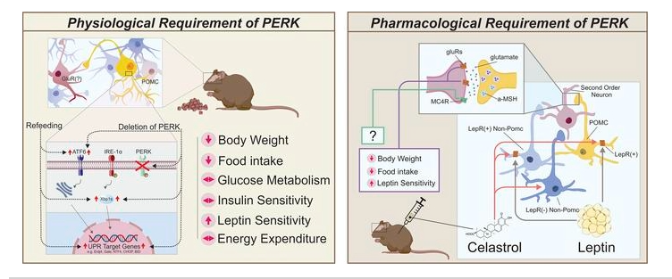 Leptin Sensitivity and Weight Control