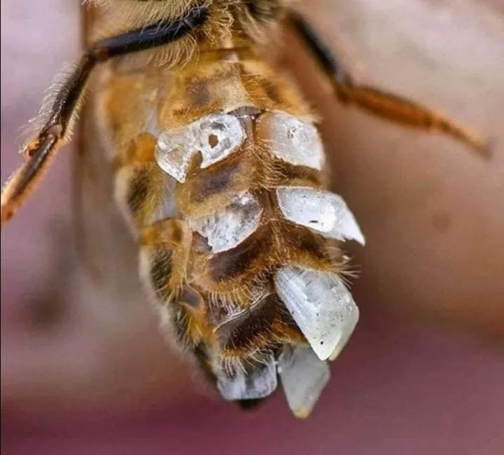 Worker bee secreting wax for hive building