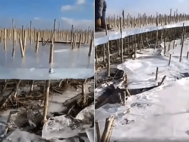 Ice sheet suspended above flooded cornfields