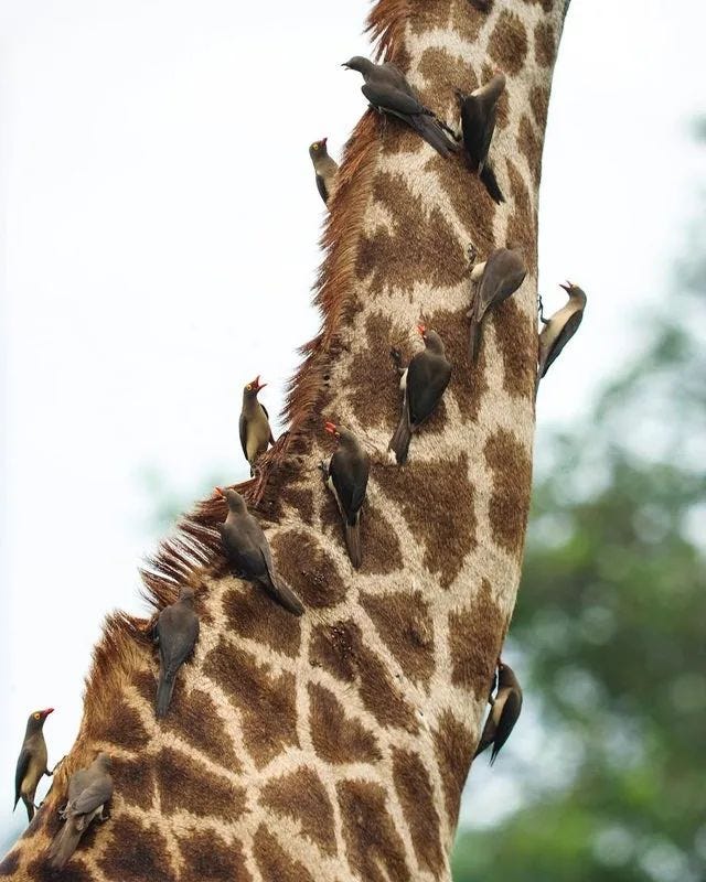 Giraffe and tick bird symbiotic relationship