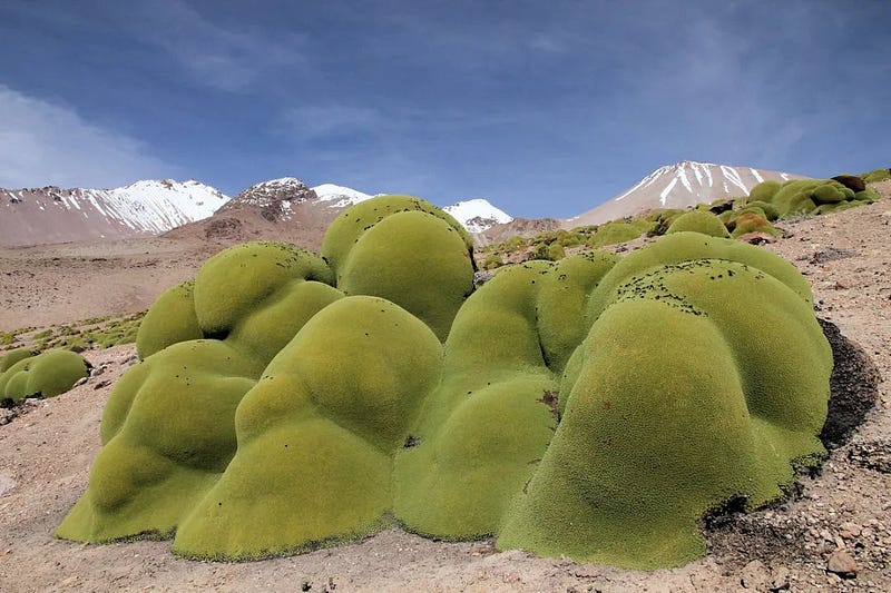 Yaleta plant in the Amata Desert, Chile