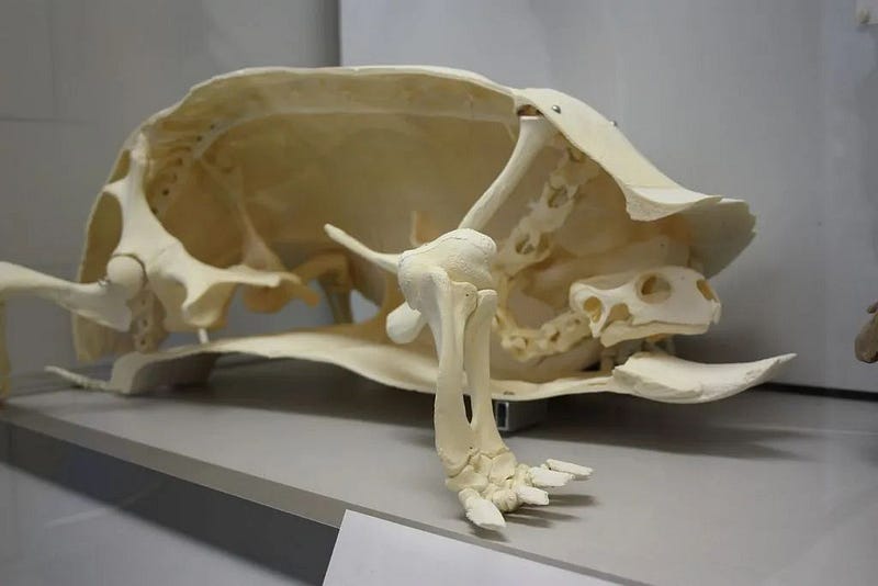 Cross-section of a turtle's skeleton