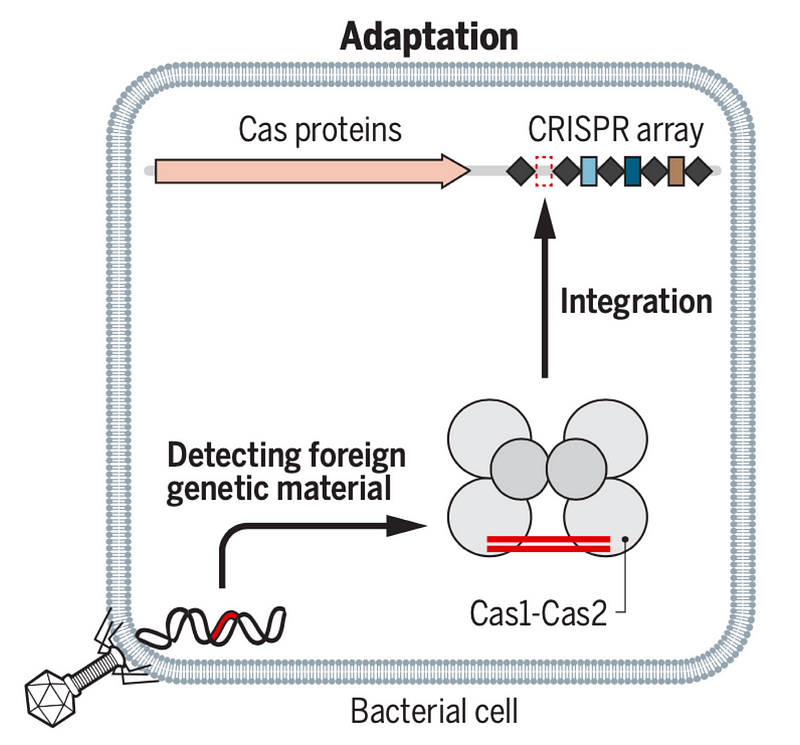 CRISPR Adaptation Process