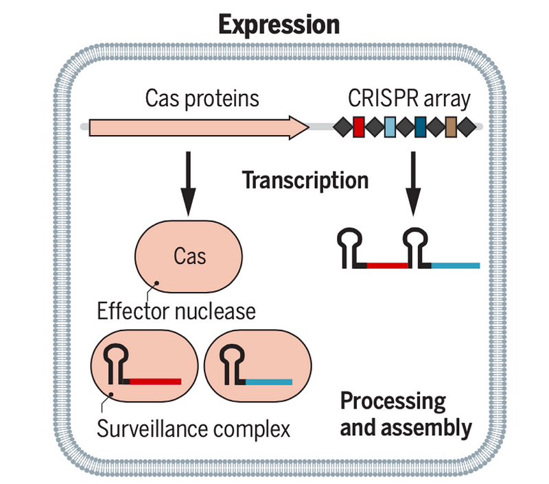 CRISPR Expression Process