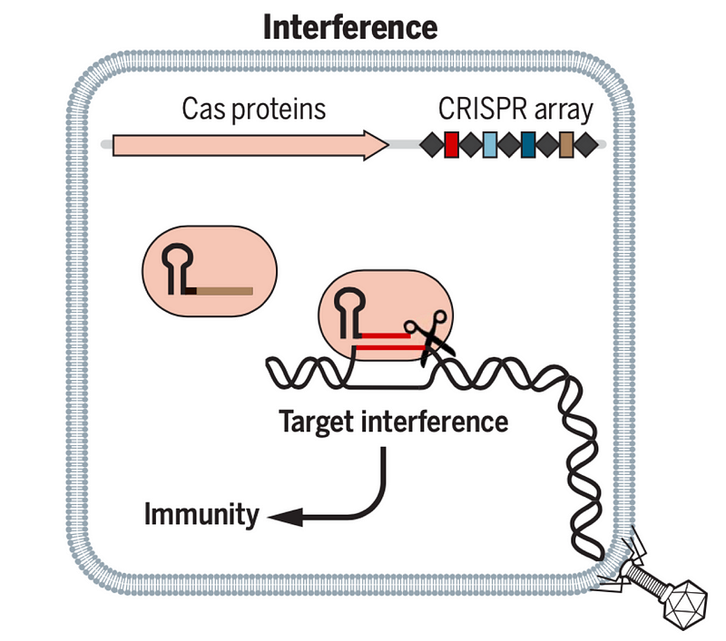 CRISPR Interference Process