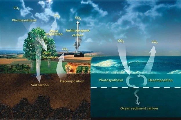 The Carbon Cycle Illustration