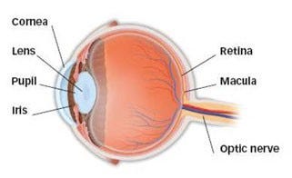 Diagram of the eye's anatomy.