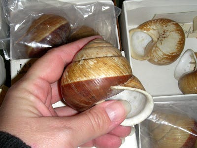 Hadra bipartita land snail from Far North Queensland.