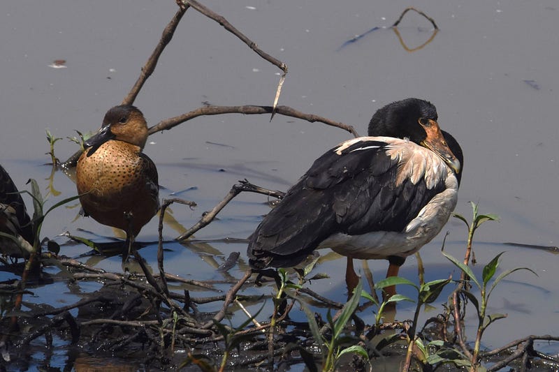 Wandering Whistling-duck and Magpie Goose in Queensland.