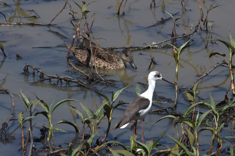 Grey Teal and immature Pied Stilt in Queensland wetlands.