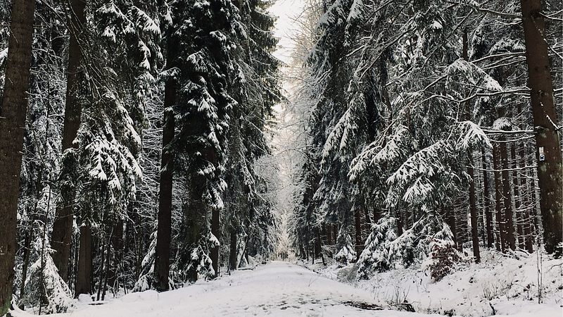 A serene forest scene in Taunusstein, Germany