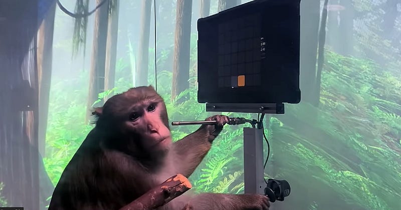 Pager the monkey engaged in gameplay.