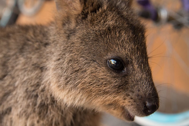 Quokka, the world's happiest animal