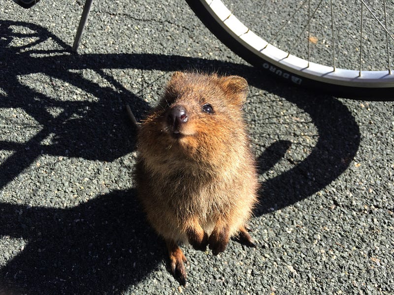 Quokka in its natural habitat