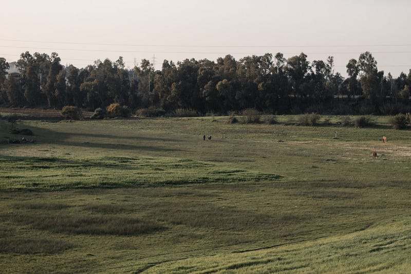 Land use comparison between animal and plant-based agriculture