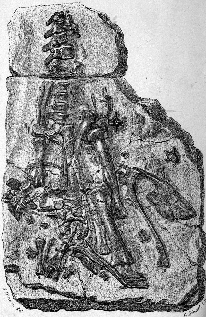 Iguanodon skeleton discovered in 1834