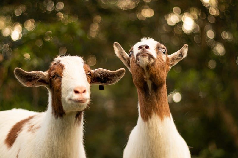 Goats grazing on invasive plants