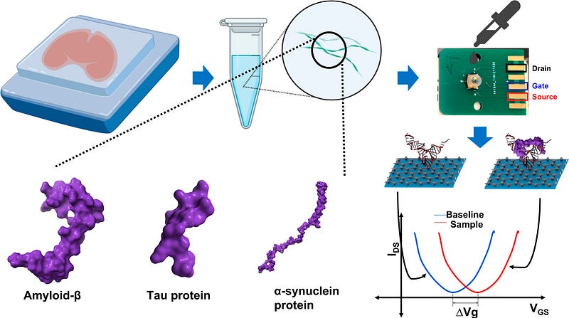 Schematic representation of the biosensor's detection method