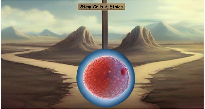 Stem cells under a microscope