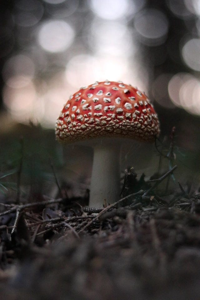 Mystical Amanita Muscaria mushroom under evergreen trees