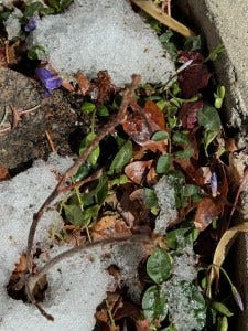 Colorado Springs Vinca after a snowstorm