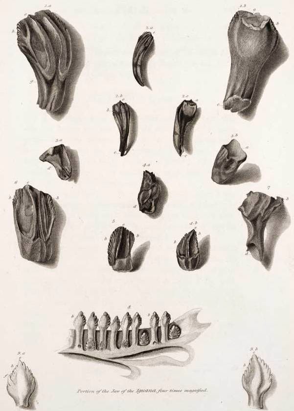 Early restoration of Iguanodon based on Mantell's findings