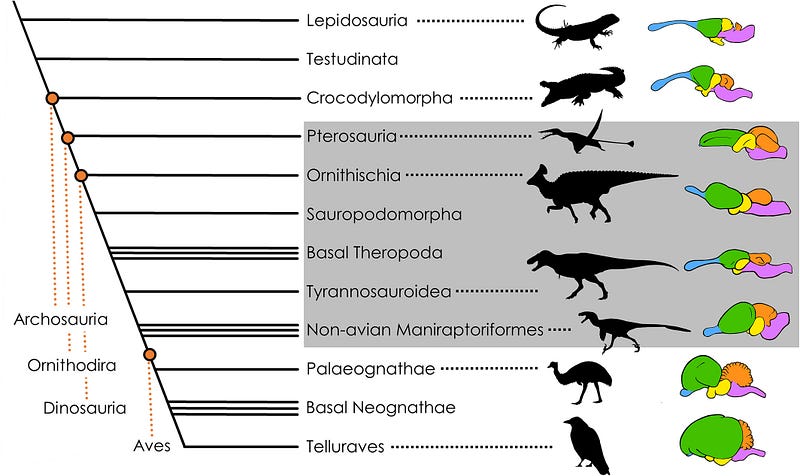 Visual representation of dinosaur brain structures