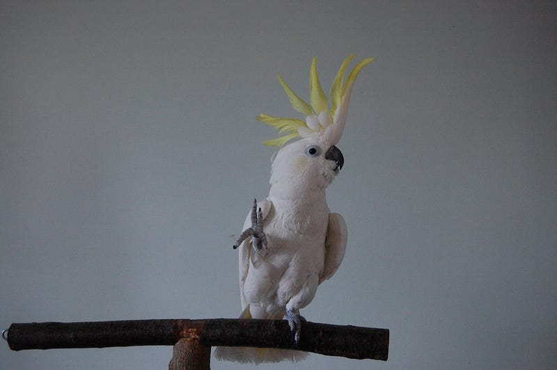 Snowball the cockatoo dancing