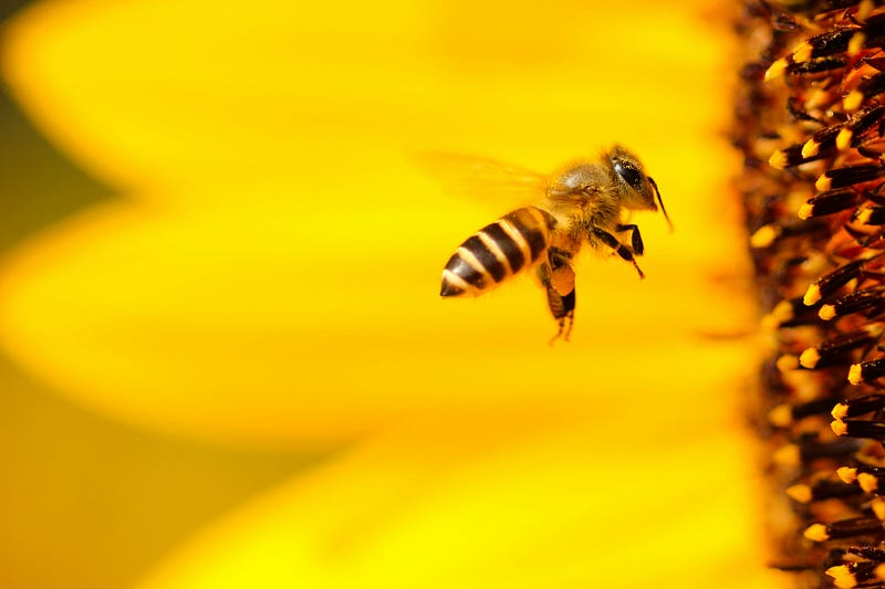 Bumble bees exploring a playful environment